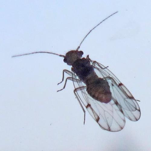 Ectopsocus briggsi